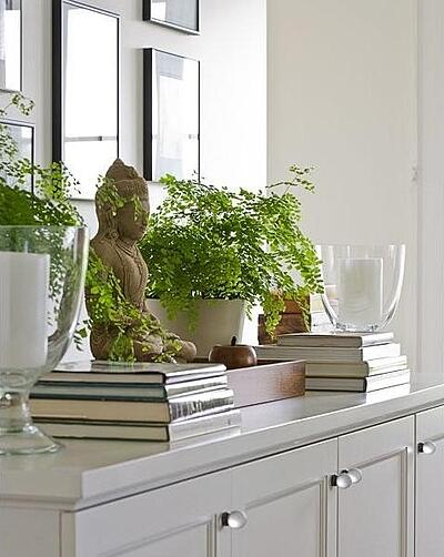 House Plants in the Kitchen