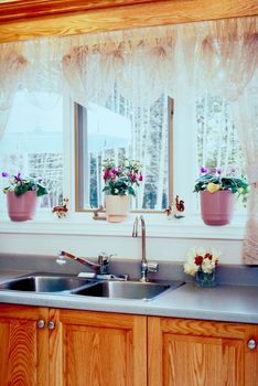 kitchen-plants