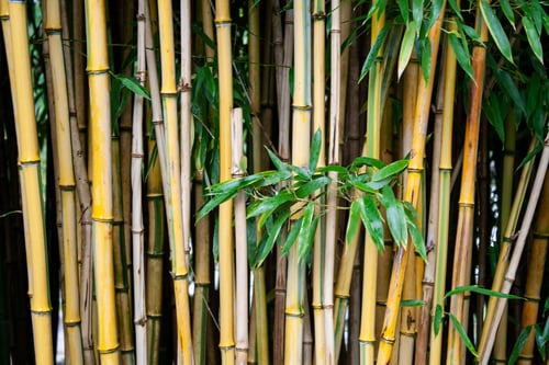 Envato- Bamboo all you need to know blog 05.06.25