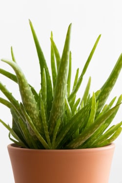 Envato- aloe-vera-grow a garden in your kitchen blog 04.28.25