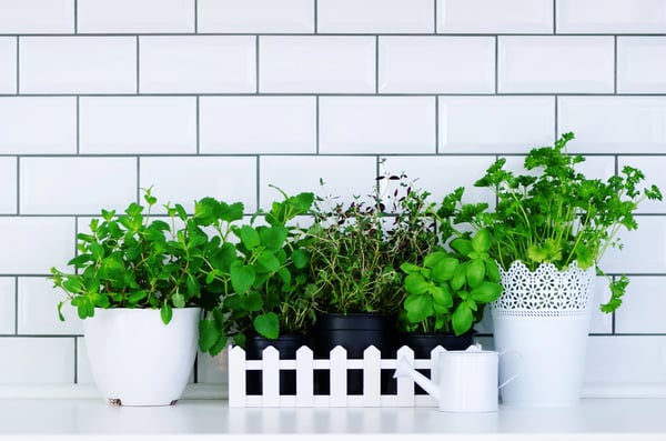 Envato-Grow a garden in your kitchen blog 04.28.25