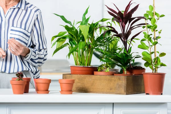 Envato-kitchen plants. grow a garden in your kitchen blog 04.28.25