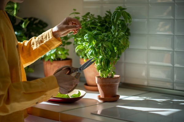 Envato_Grow a garden in your kitchen blog- 04.28.25
