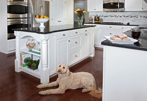 dog-in-kitchen
