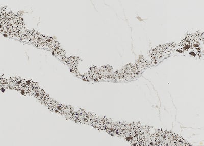 Cambria Quartz Annicca