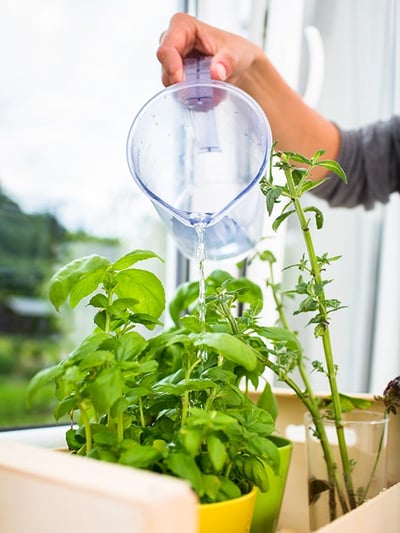 Easy Plants to Grow in the Kitchen