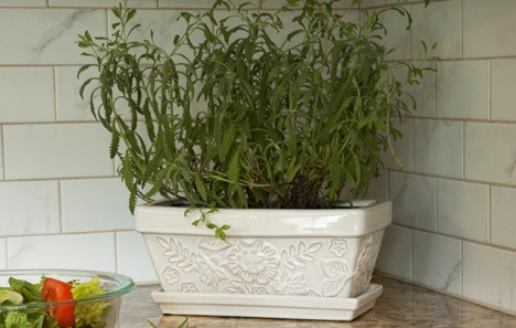 3 Ways Plants Make Your Kitchen Healthier