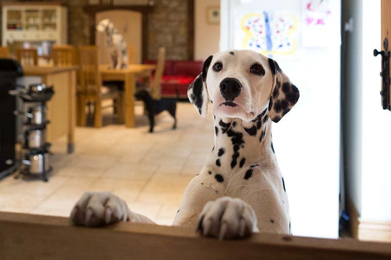 PetFriendly Kitchen Ideas You May Never Thought of Trying