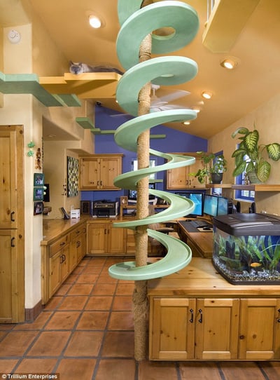 Feline Kitchen Playground