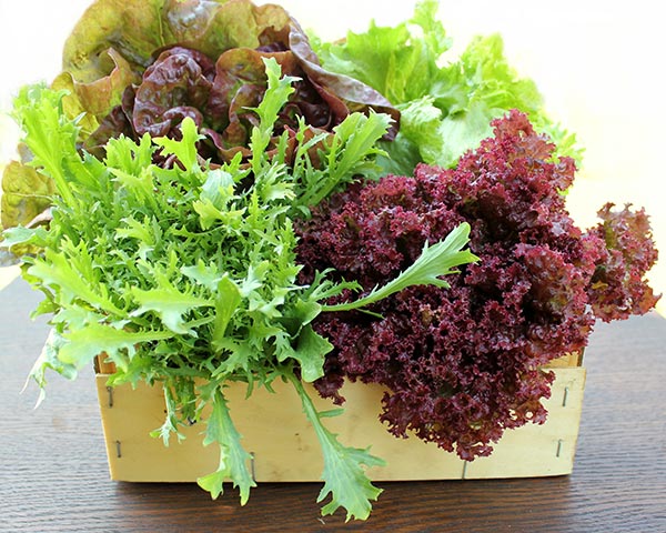 Grow Lettuce in Your Kitchen