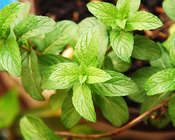 Grow Mint in Your Kitchen