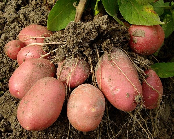 Grow Potatoes in Your Garden