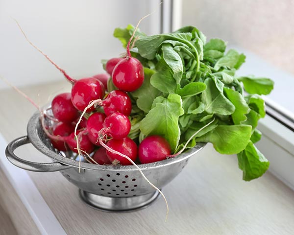 Grow Radishes in Your Kitchen