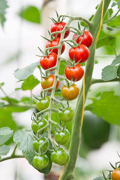 Grow Tomatoes in Your Garden